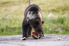 Gyerekre támadt a medve – a kiskorú etetni próbálta a nagyvadat