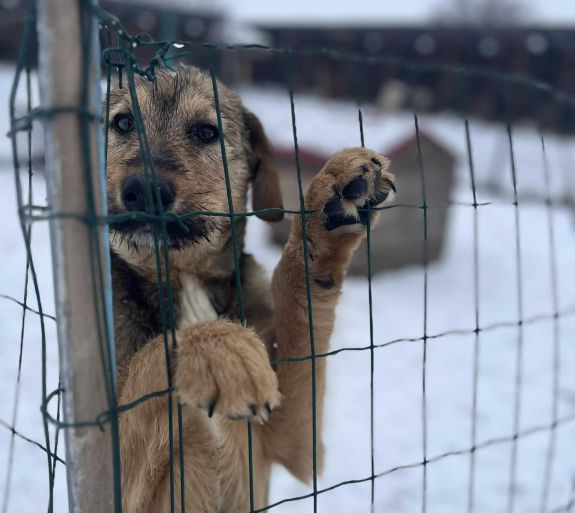 Kutyamentő akciók: befogják a kóbor ebeket Sepsiszentgyörgyön