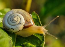 Élő csigát szolgáltak fel a salátában egy nagyszebeni étteremben