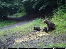 Hargita megye: egy hét alatt közel 30 bejelentés érkezett a medvék miatt