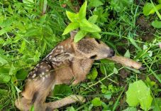 Őzgidát és baglyot mentett Háromszéken az útgondnokság