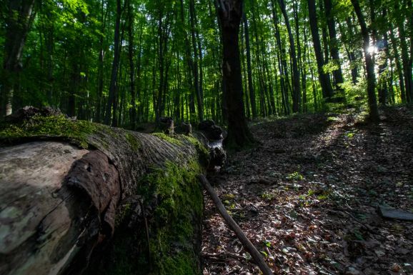 Nagyon kicsivel több az erdőnk, és valamivel kevesebbet termeltek ki tavaly, mint 2022-ben