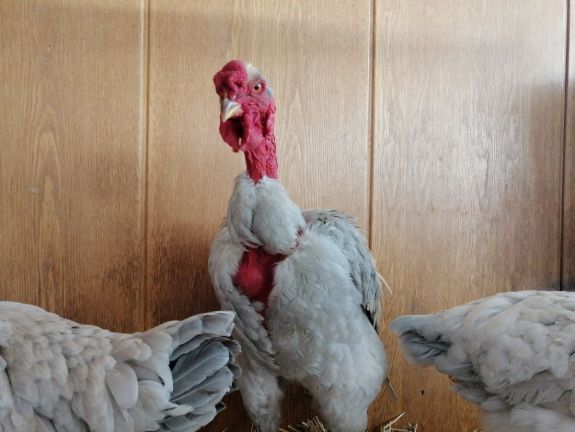 Székely viadorok Csíkpálfalván