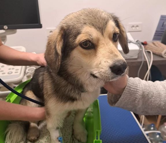 Ingyenes ivartalanítás Nagyváradon: egy hónap alatt negyven kutya került sorra