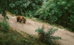 Családja szerint a szívinfarktus menthette meg a hegyimentőt a medvétől