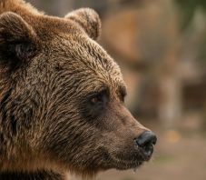 Kilőtték a támadó medvét – Áldozatát bukaresti kórházba szállítják