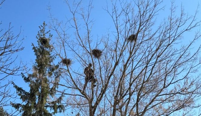 Varjúvédelem Sepsiszentgyörgyön: többé nem üldözik, költöztetik a bosszantó madarakat