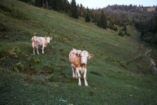 Ragadós száj- és körömfájás: jelenleg az állatok leölése az egyetlen megoldás