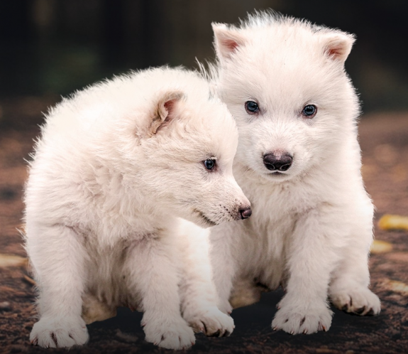 „Feltámasztotta” az óriásfarkasokat egy biotech cég