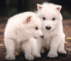 „Feltámasztotta” az óriásfarkasokat egy biotech cég