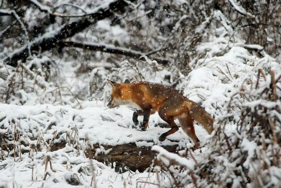 Veszettség: nem oltják be, de állandó megfigyelés alatt tartják a rókákat