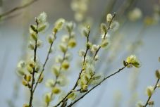 Üzentek virágvasárnapra az ország vezetői