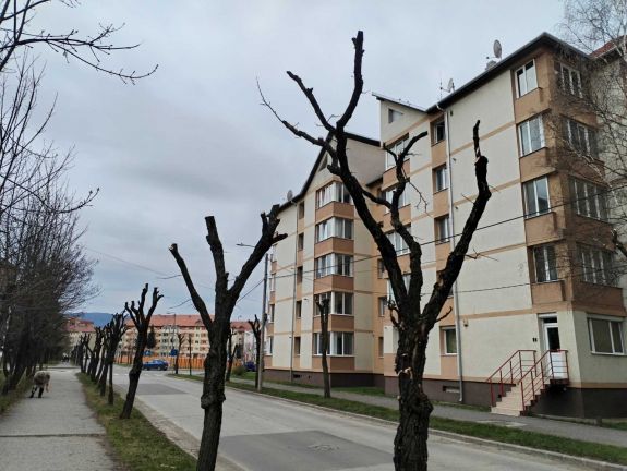 Tavaszi fametszések Csíkszeredában – Csonkítás vagy szükségszerű beavatkozás?