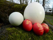 Húsvét a Marosvásárhelyi Állatkertben – megnyílik a Nyulak Városa