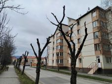 Tavaszi fametszések Csíkszeredában – Csonkítás vagy szükségszerű beavatkozás?