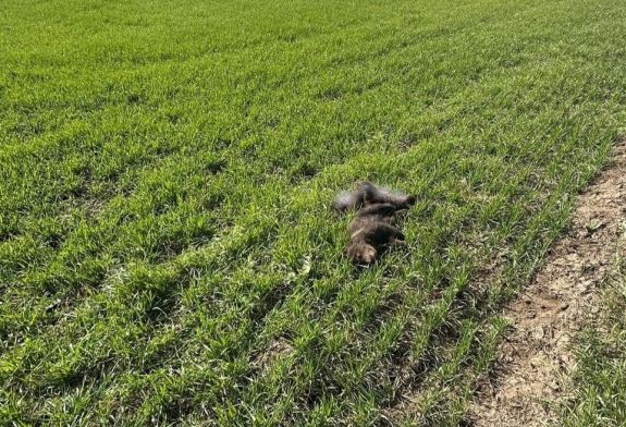 Egyszerre három medvebocsot gázoltak el Háromszéken