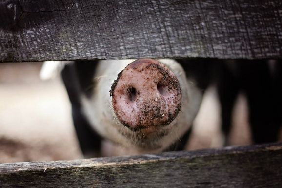 Afrikai sertéspestis ütötte fel a fejét Maros megyében