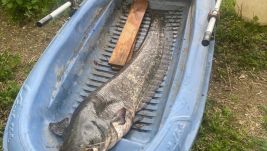 Negyven kilós harcsát fogott – súlyos bírságot kapott érte