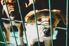 Az állatkínzók országos nyilvántartásának létrehozását javasolja az SOS Románia