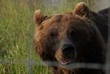 Vadállat falt fel egy borjút, a helyiek medvére gyanakszanak