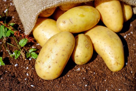 Tervezet: idén is kapnak támogatást a burgonyatermesztők