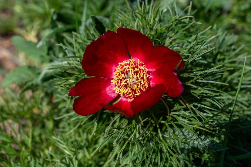 Képeken mutatjuk Mezőség csodáját, a sztyeppei bazsarózsát