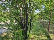 A fákon állt bosszút egy férfi a gyermekek játszadozása miatt