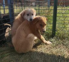 Ismét túlzsúfolt a sepsiszentgyörgyi kutyamenhely