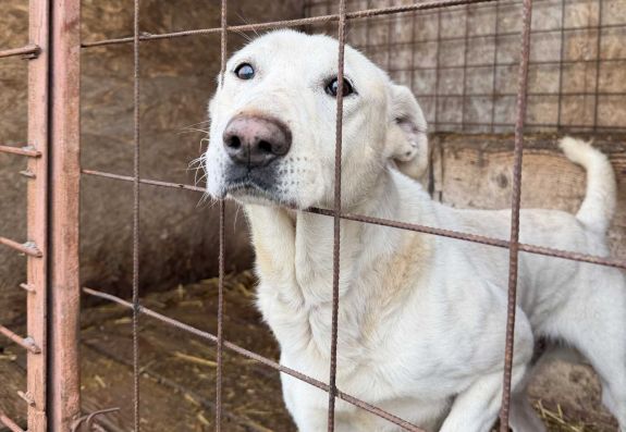 Mikulás-vásár és kutyás örökbefogadó akció Sepsiszentgyörgy főterén