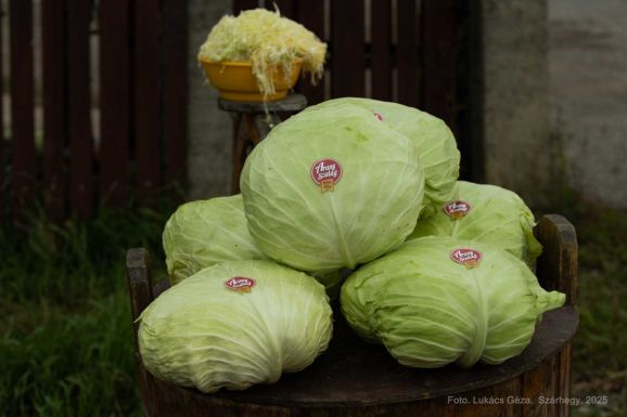 Magyar érték lett a szárhegyi káposzta