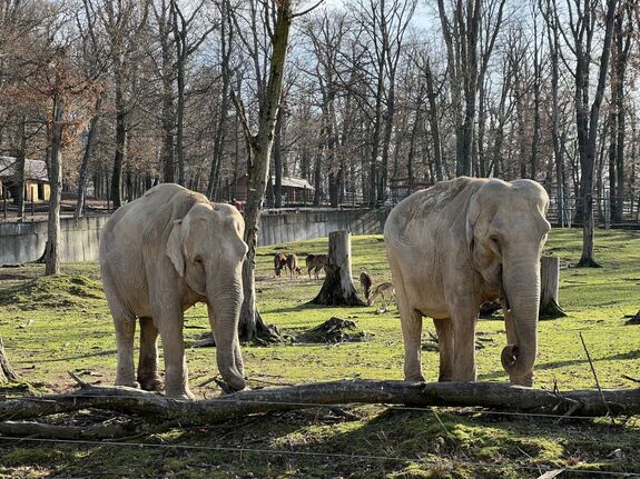 Ha a Kacagójancsi reggel nevet, itt minden rendben van - Séta a marosvásárhelyi állatkertben 