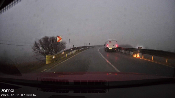 Elgázolták a Csíkszereda környékén élő szelíd szarvastehenet (VIDEÓ)