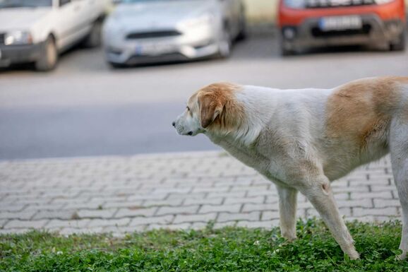 Kutyafalka „eszi” Aradon az autókat