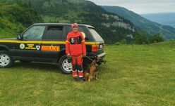 Medvebocsokkal futottak össze a turisták – Riasztották a hegyimentőket