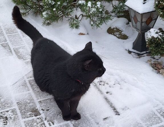 Kormos cicán múlhat a litván közmédia igazgatójának sorsa