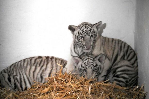 Műanyagot dobtak a ketrecbe: elpusztult egy fehér tigriskölyök a craiovai állatkertben