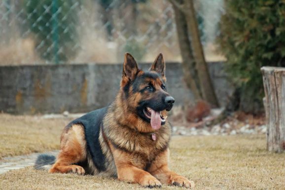 Lassie hazatért – boldogan végződött egy „kutyatörténet” Erdélyben