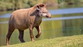 Száz éve kihaltnak hitt állatra bukkantak a kutatók