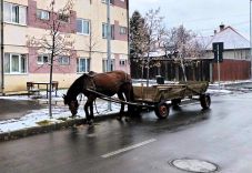 Állattartókat ellenőriztek a hatóságok Hargita megyében – harminc esetben büntettek
