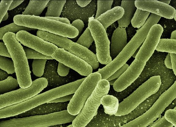 Staphylococcus baktérium okozta a tömeges szászrégeni ételmérgezést