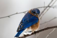 Új felfedezésre jutottak a madarak eredetéről