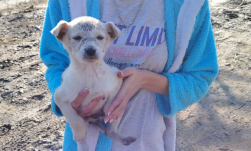 Háromszéken durván büntetik az állatokkal kegyetlenkedőket