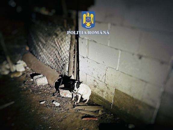 Maros megye: 46 ezer lejes bírságot kapott három kutyatulajdonos