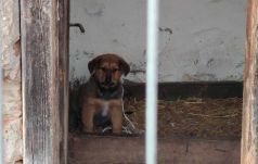 Állatvédelmi razzia Sepsiszentgyörgyön: büntetésekkel bírnák felelős állattartásra az Őrkő negyedieket