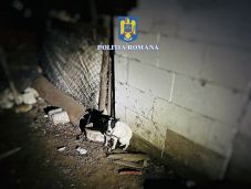 Maros megye: 46 ezer lejes bírságot kapott három kutyatulajdonos