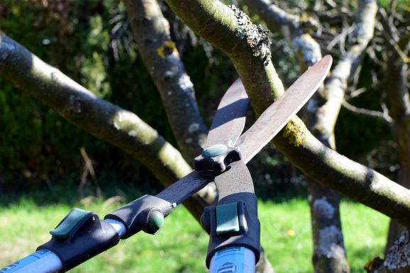 Gyümölcstermesztő- és metszőtanfolyam kezdődik Csíkmadarason