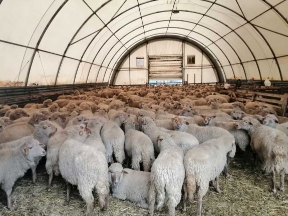 Súlyosan érintette a szárazság az állattenyésztőket is – sürgősségi segélyt kapnak