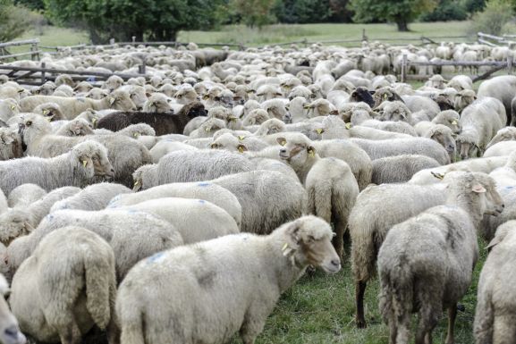 Az összefogás erősíti a gazdák pozícióit – Új piacokra törhetnek be a székelyföldi juh- és kecsketartók
