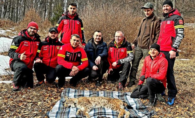Kútba esett hiúzt szabadítottak ki a hegyimentők (VIDEÓ)