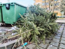 Mi legyen a karácsonyfákkal az ünnep után? – Csíkszeredában elszállítják, de komposztálás és mulcsolás is szóba jöhet